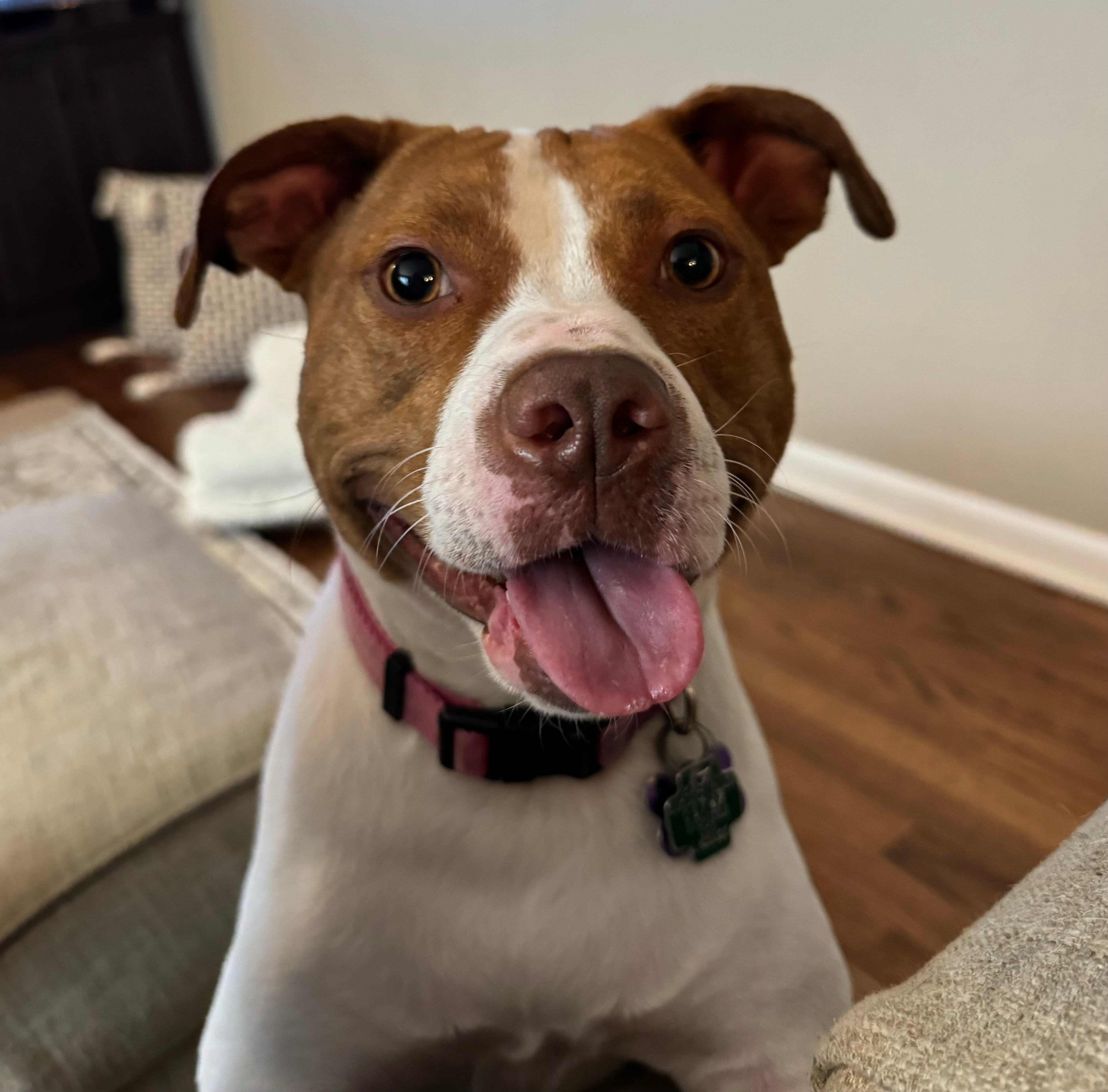 Steffi, another dog rescued by the Baumbick family.